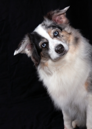 Go Dog Go! Large-Format Portraits of Man's Best Friend by Emily Rieman